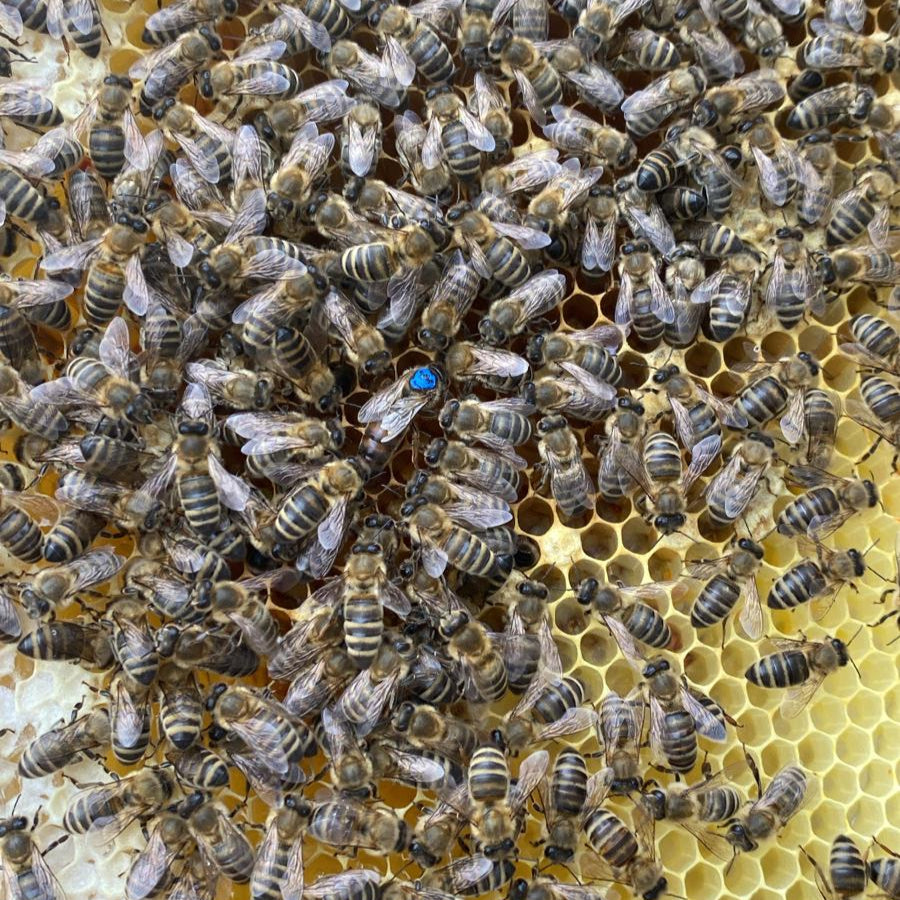 Wabenhonig im Holzrähmchen 1.000-1.300g