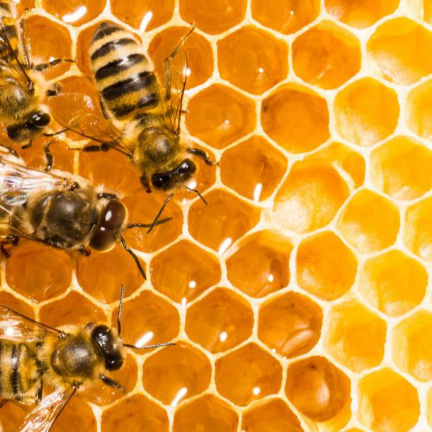 Wabenhonig im Holzrähmchen 1.000-1.300g