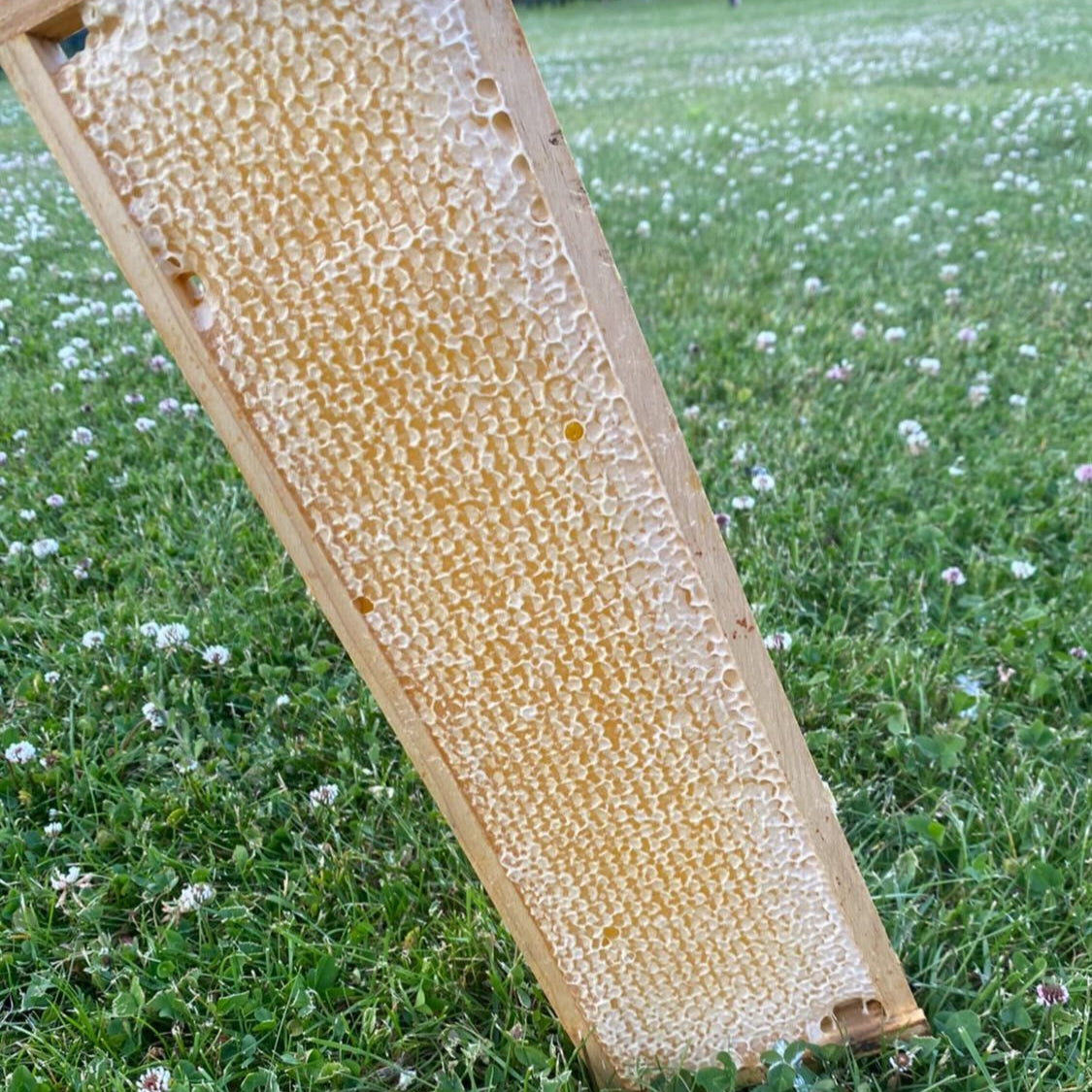 Wabenhonig im Holzrähmchen 1.000-1.300g